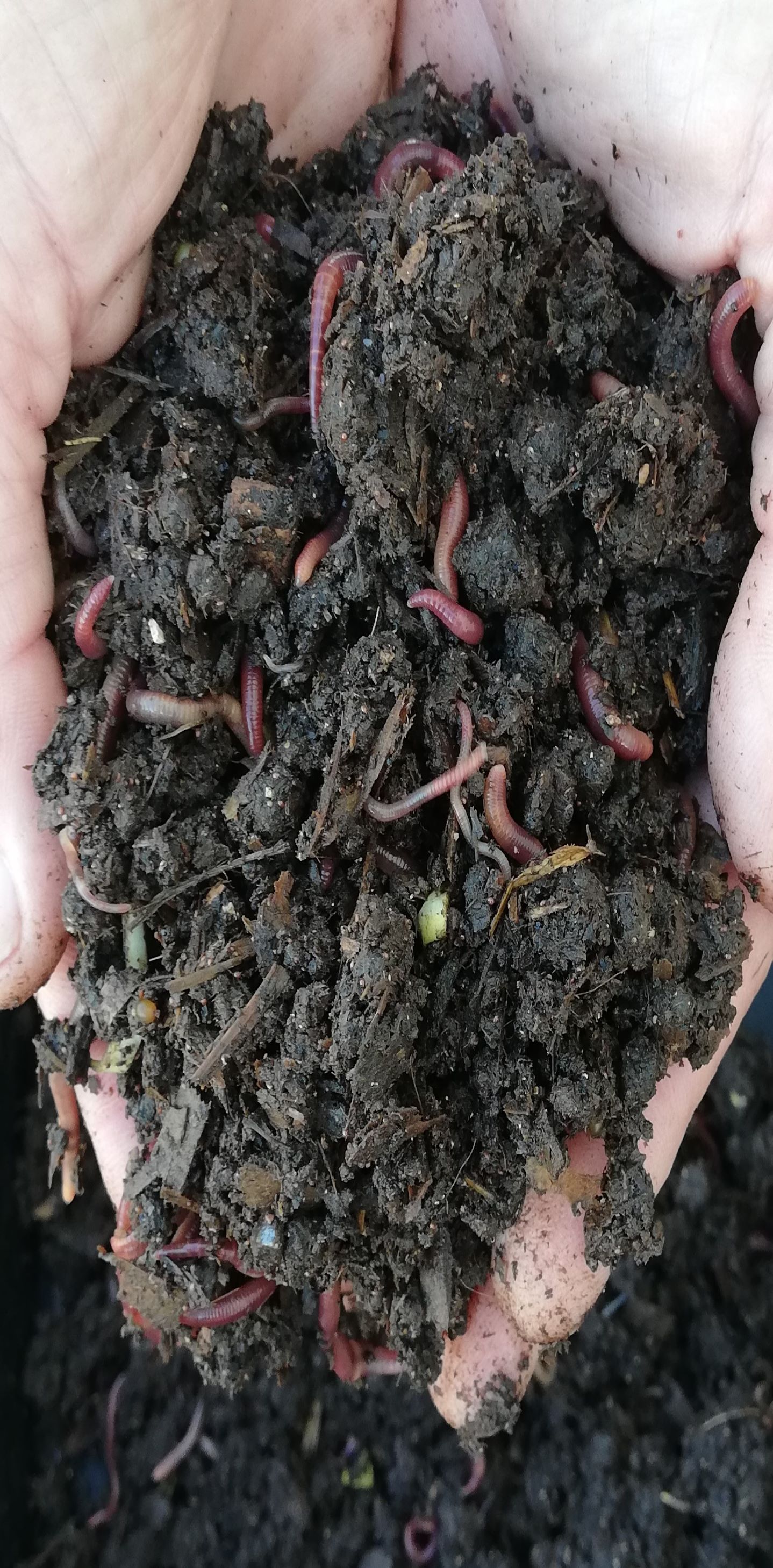 20-000-kariba-earthworms